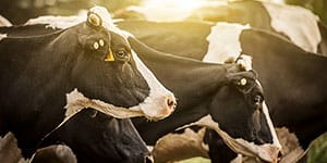 Ag solar solutions for dairy farmers