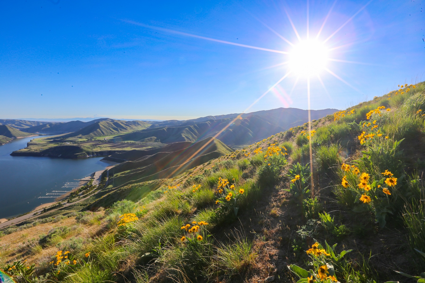 A view of the green foothills above Boise with a blue sky and sun shining above, Lucky Peak Reservoir below, and wildflowers on the hill in the foreground